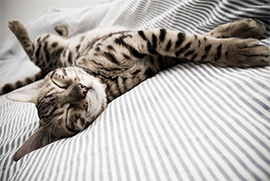 Dormir com o seu gato faz mal?