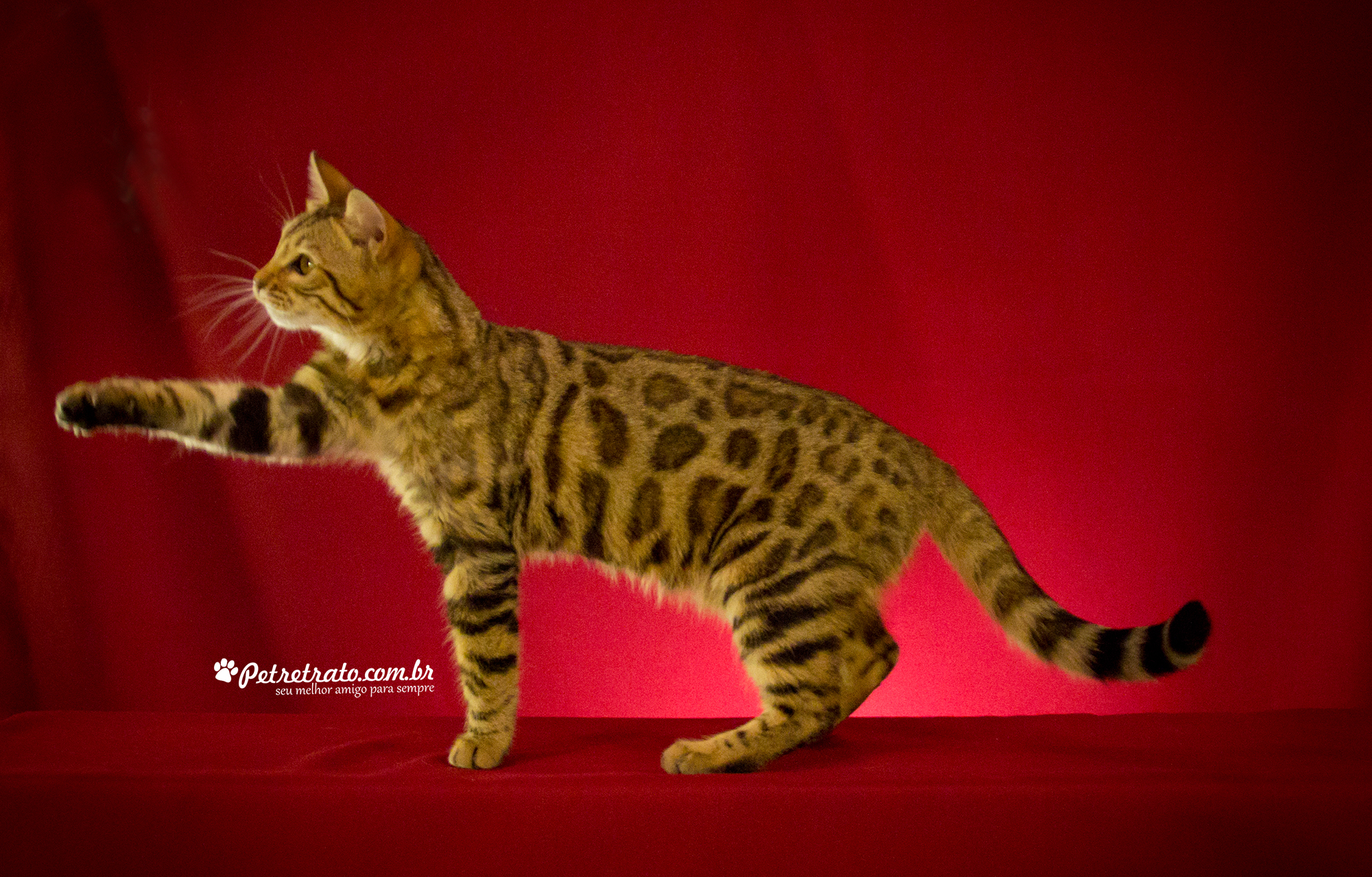 Bengal fêmea - Cheetah of Play Bengal