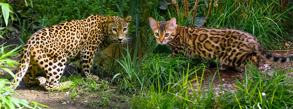 Similaridade do Bengal Spotted Tabby e um Leopardo