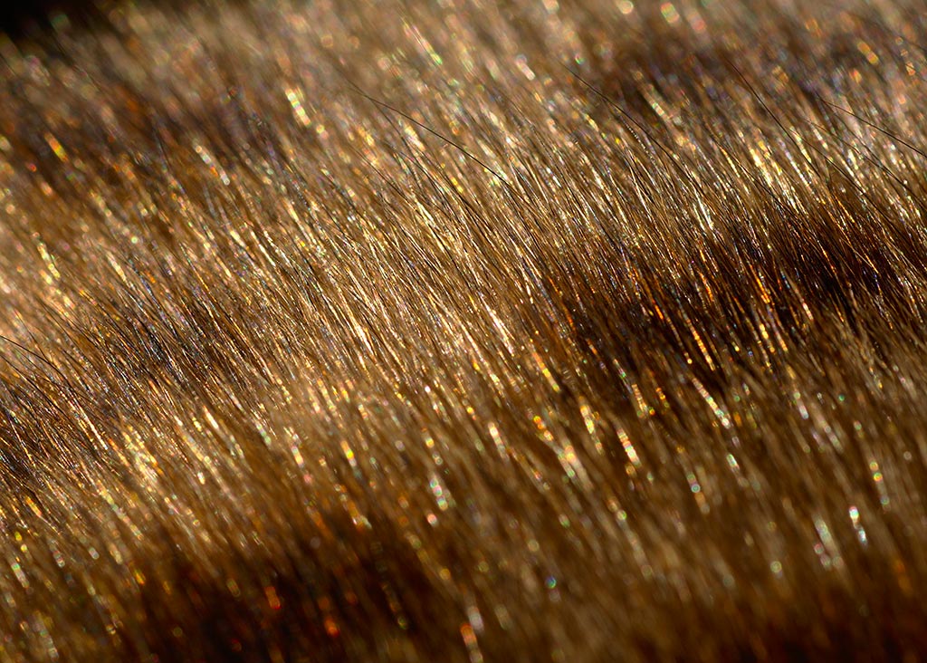 Pelagem gato Bengal - Glitter
