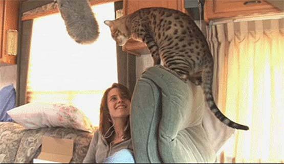 Kristen Stewart com seu gato Bengal