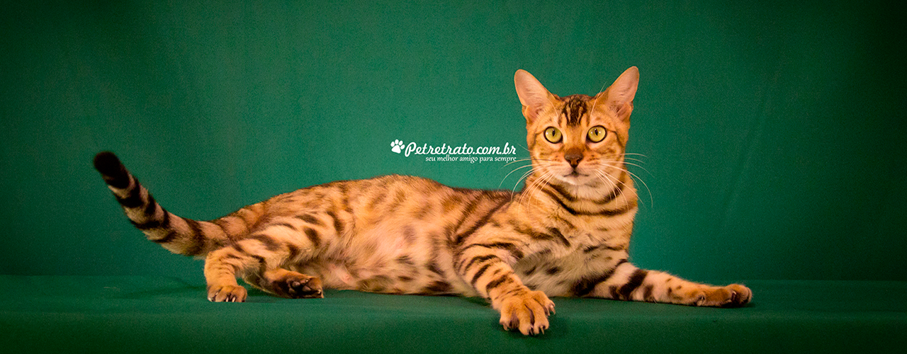 Play Bengal Cats