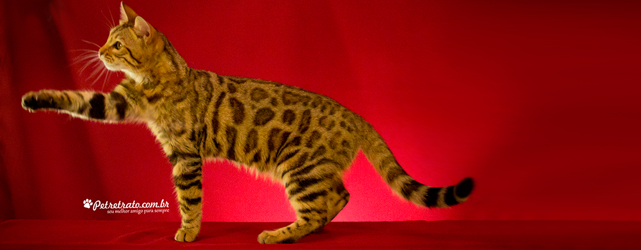 Play Bengal Cats