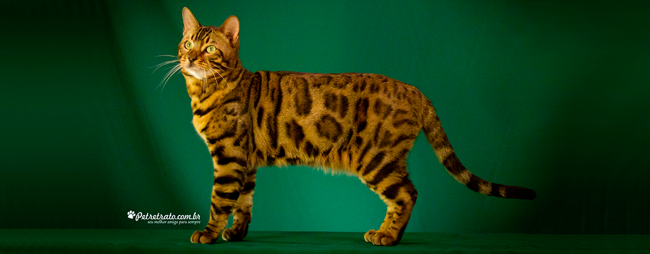 Play Bengal Cats