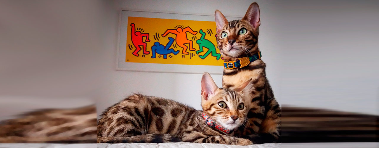 Play Bengal Cats