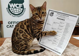 A import�ncia do pedigree para gatos da ra�a Bengal