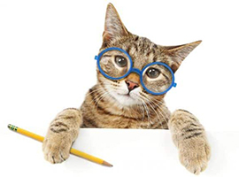 As Vantagens da Castra��o Pedi�trica em gatos Bengal