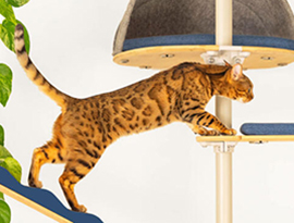 Como Educar seu Gato Bengal?