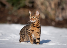 O frio e os gatos da raa Bengal