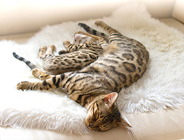 Por quanto tempo o gato Bengal dorme diariamente?