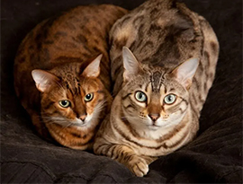 Ter 2 gatos Bengals na mesma casa?