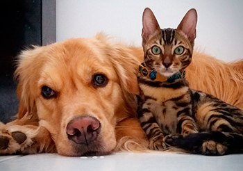 amizade cachorro e gato bengal