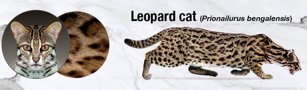 Cores do leopardo asitico