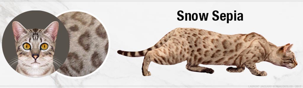 Cor Bengal Snow Seal Sepia