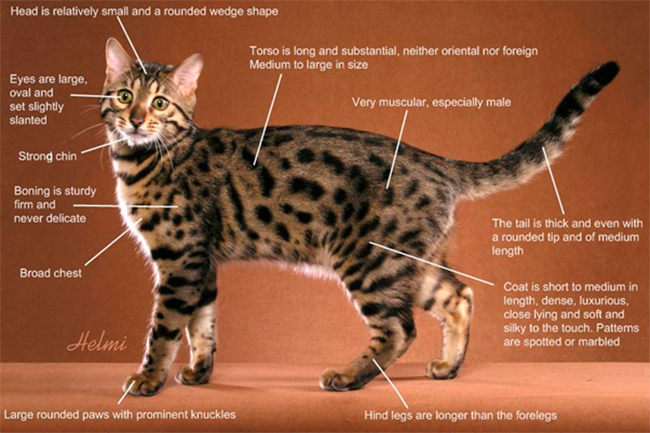 Detalhes de um gato da raa Bengal