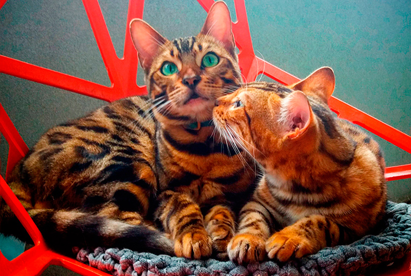 Gatos Bengal - Gatil Play Bengal