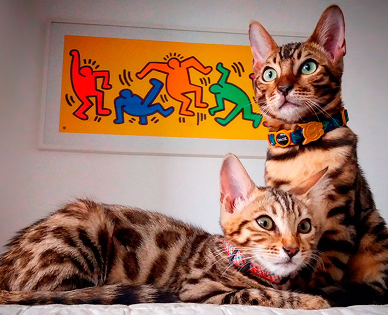 Gatos Bengal - Gatil Play Bengal