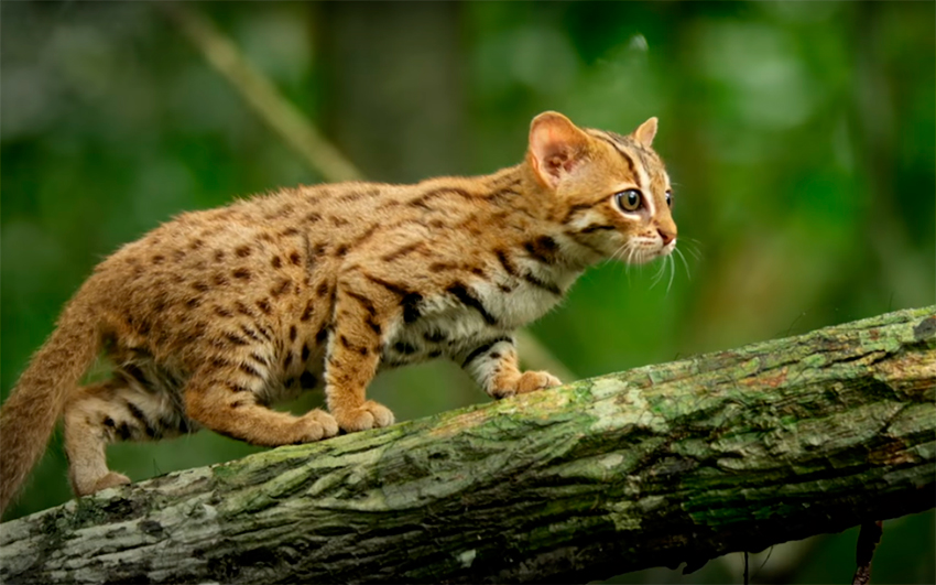 Rusty Spotted Cat