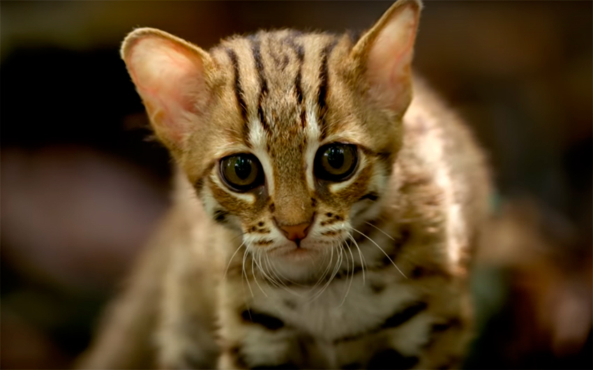 Rusty Spotted Cat