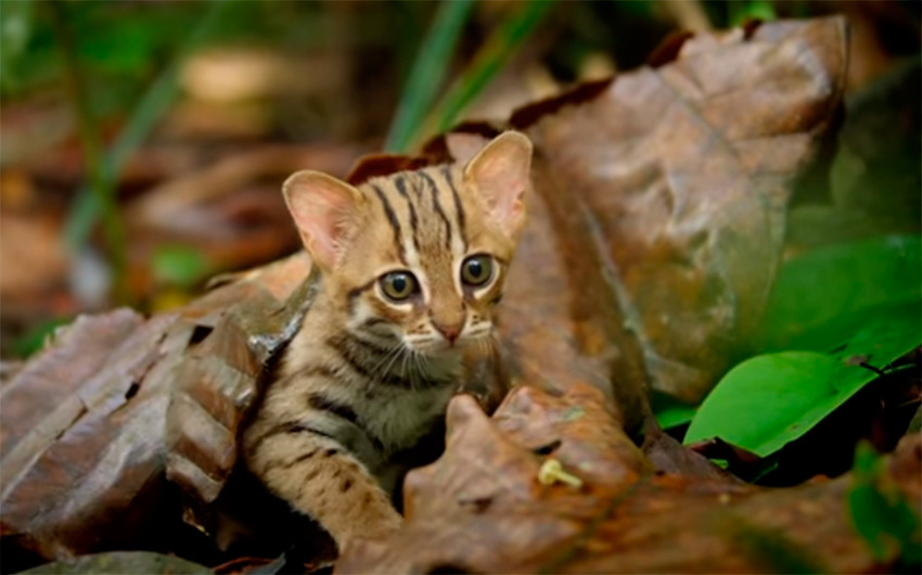 Rusty Spotted Cat