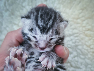 Filhote Bengal Silver 5231