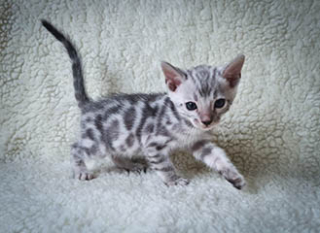 Filhote Bengal Silver 965