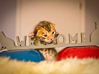 Filhote Gato Bengal