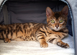 Filhote Gato Bengal --28