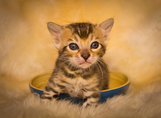 Filhote Gato Bengal 5292