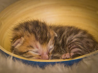 Filhote Gato Bengal 5484