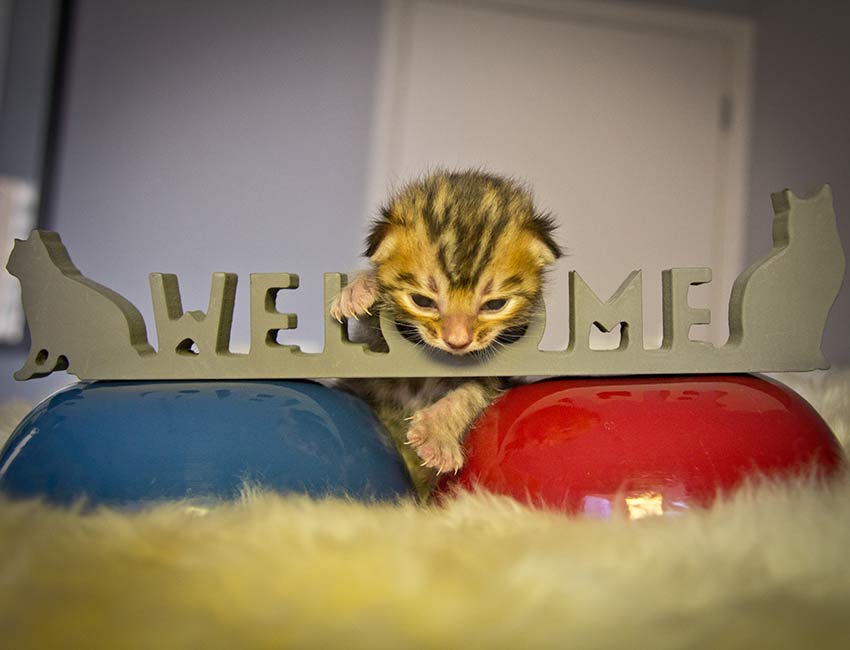 Filhote de gato Bengal - Play Bengal