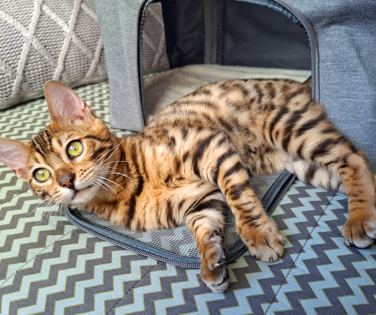 Filhote Gato Bengal --28