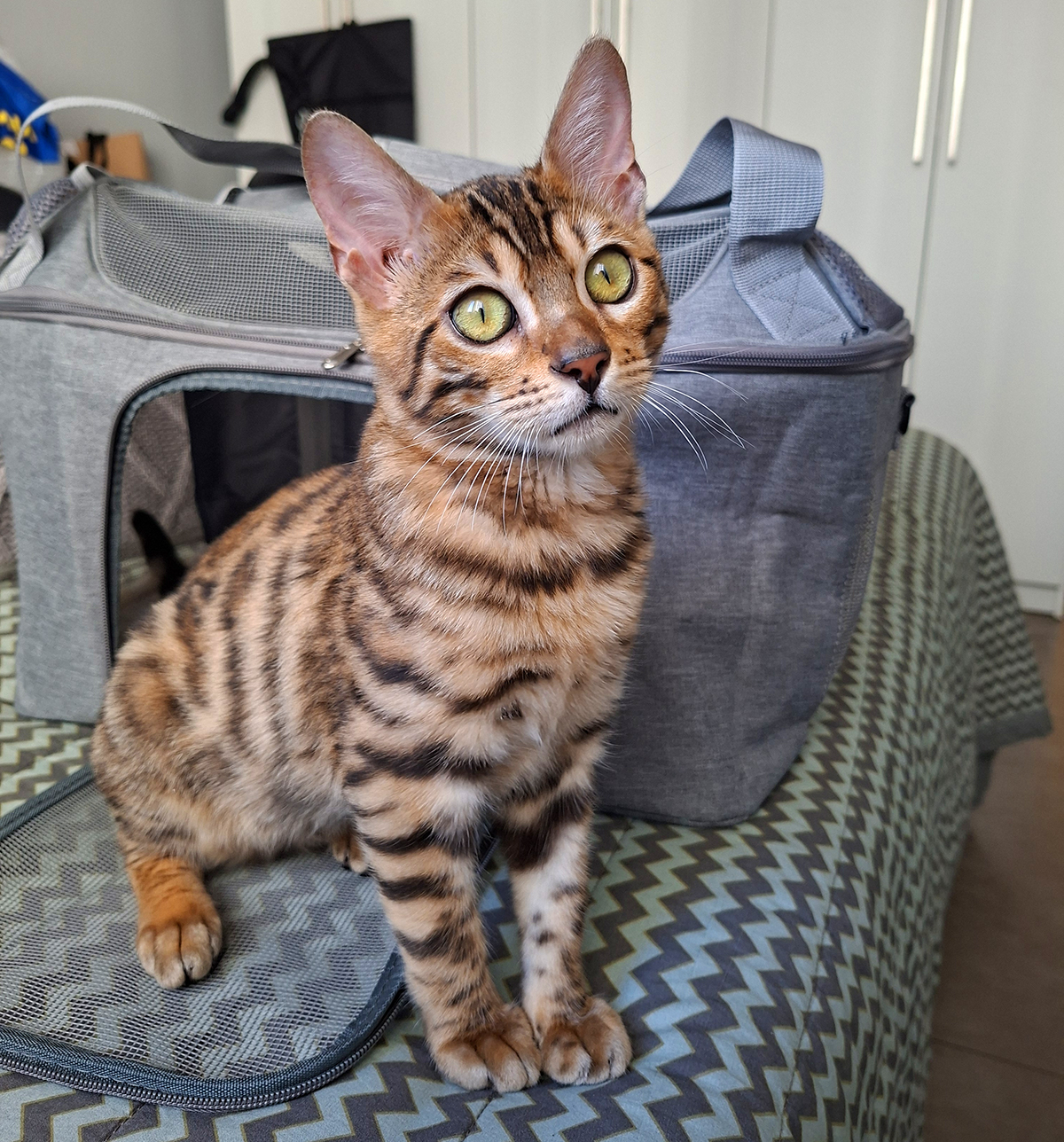 Filhote Gato Bengal --28