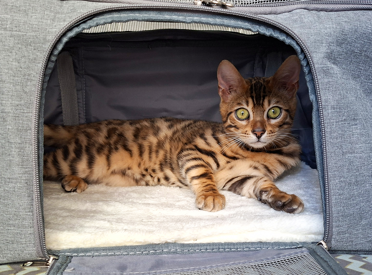 Filhote Gato Bengal --28