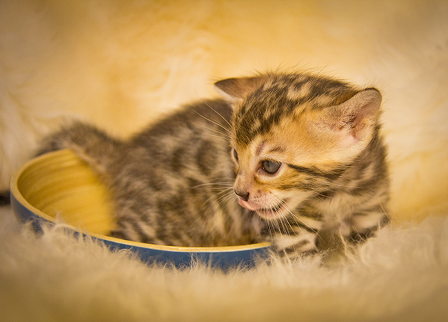 Filhote Gato Bengal 6599