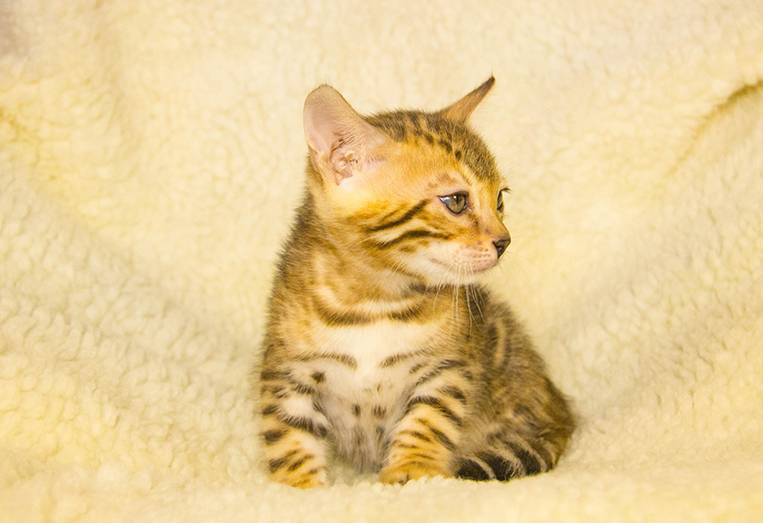 Filhote Gato Bengal 8530