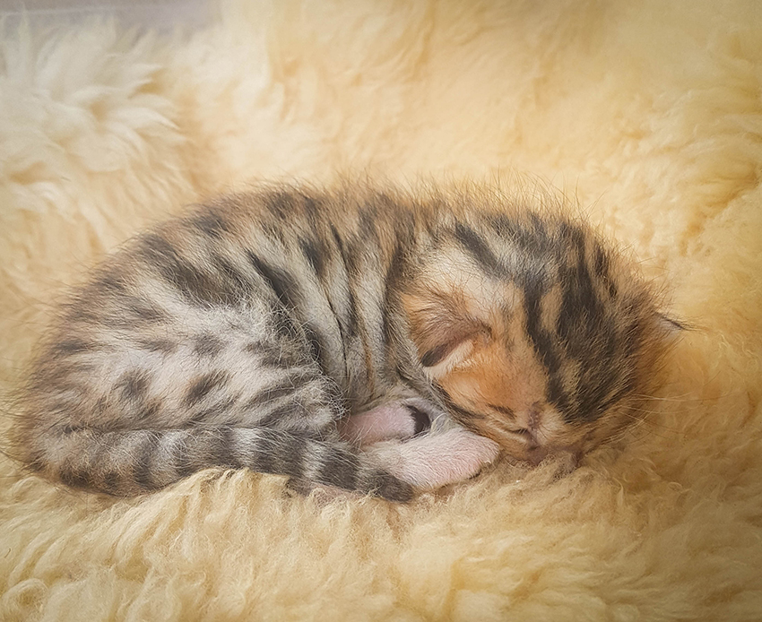 Filhote Gato Bengal II