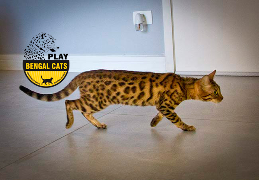 AMORA OF PLAY BENGAL