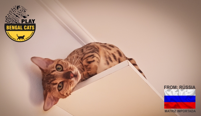 ELSA OF PLAY BENGAL