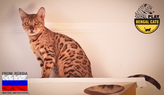 ELSA OF PLAY BENGAL