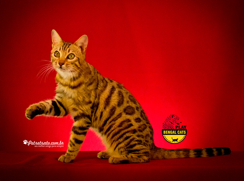 Matriz Gato Bengal - Gatil Play Bengal -PANTHERE OF PLAY